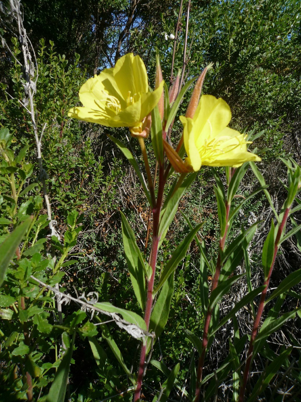 High Resolution Oenothera elata Leaf